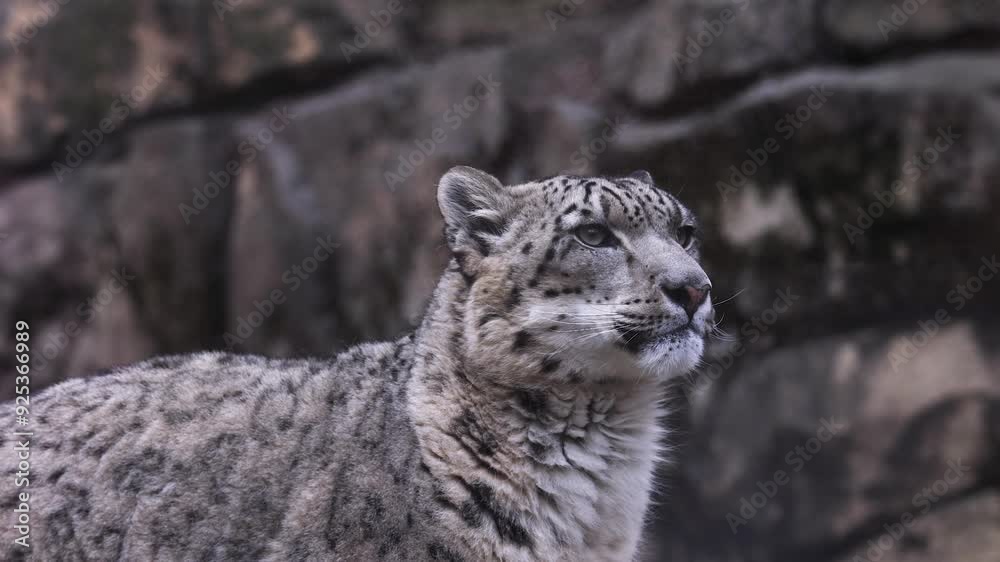 Snow Leopard licks lips bearing its teeth and then stares directly at camera. Snow Leopard licks lips bearing its teeth and then stares directly at camera.