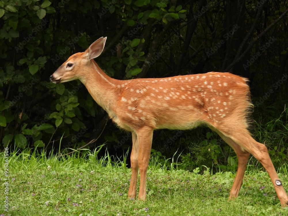 Young deer with white spots standing on green grass in front of a lush forest background Young deer with white spots standing on green grass in front of a lush forest background