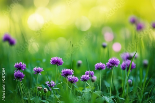 Minnesota Flowers. Purple Wildflowers Blooming in Green Meadow