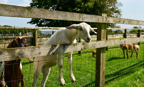 goats standing by the fence on the green grass