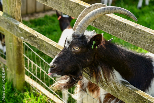 goats standing by the fence on the green grass