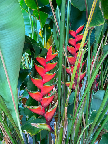 Heliconia bihai or Red palulu flower. Beautiful Tropical flowers nature background.Selective focus. photo