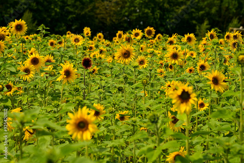 a large field of blooming sunflowers