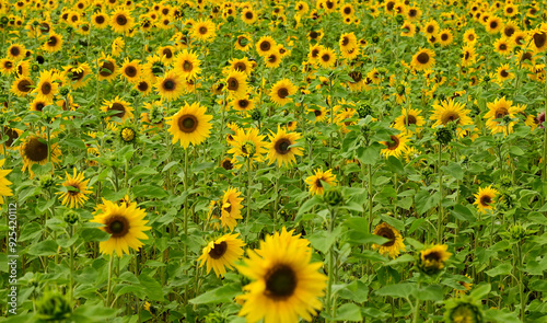 a large field of blooming sunflowers