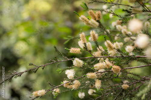 Melaleuca ericifolia (swamp paperbark) flowers on tree in spring Arboretum Park Southern Cultures in Sirius (Adler) Sochi. Paperbark tree (Tea tree) flowering with white bottlebrush blooms. photo