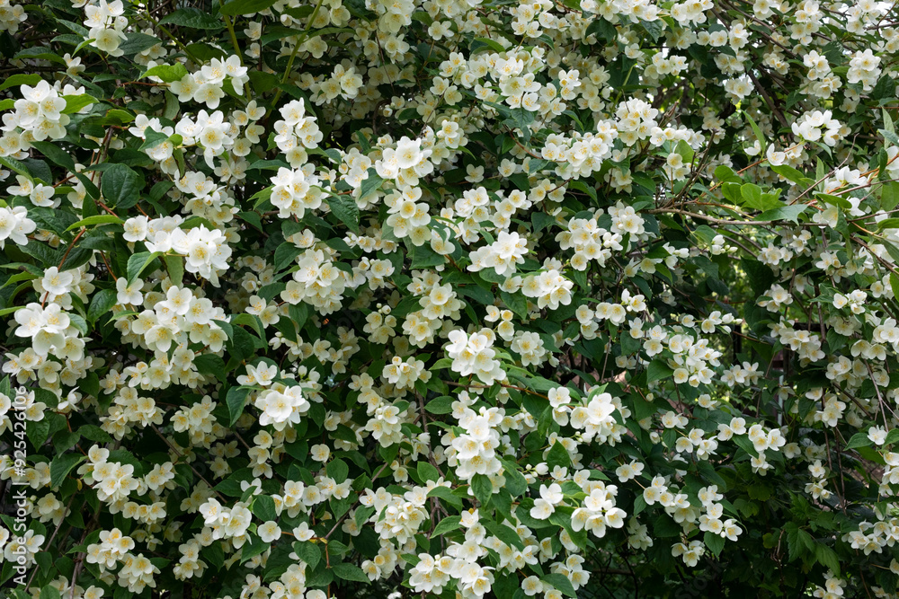 blooming bush of white jasmine, spring, freshness blooming bush of white jasmine, spring, freshness