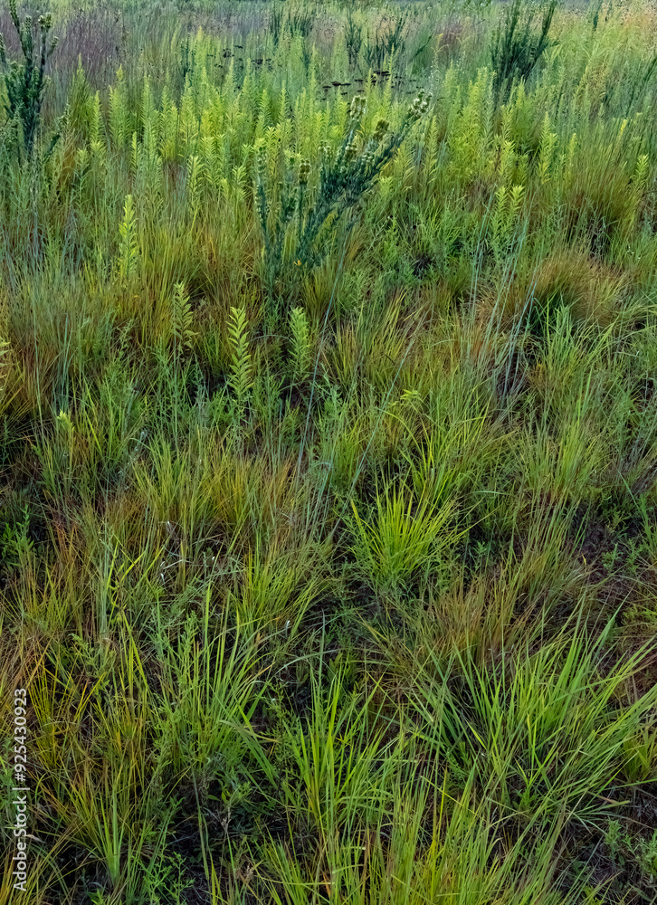 681-60 Prairie Grasses 681-60 Prairie Grasses