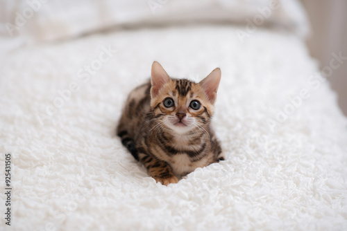 Cute Bengal cat on a white blanket. Pet