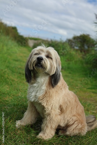 Tibetan terrier happy dog on walk