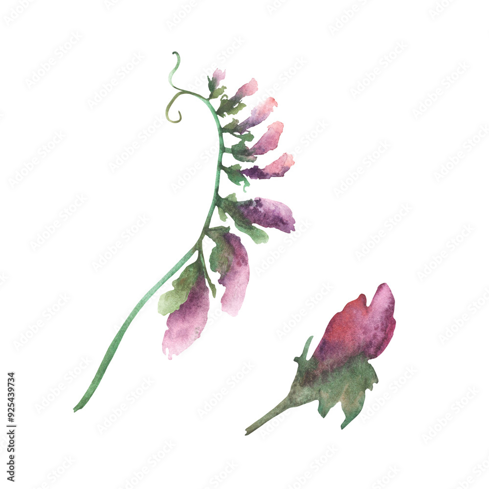 Fototapeta premium Mouse pea flowers with lilac purple buds. Watercolour floral illustration. Curly green plant isolated from background. Meadow wildflower botanical realistic hand draw clipart for greeting card design 
