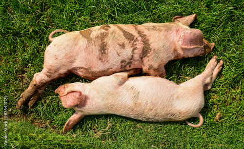 two little pigs sleeping on the grass