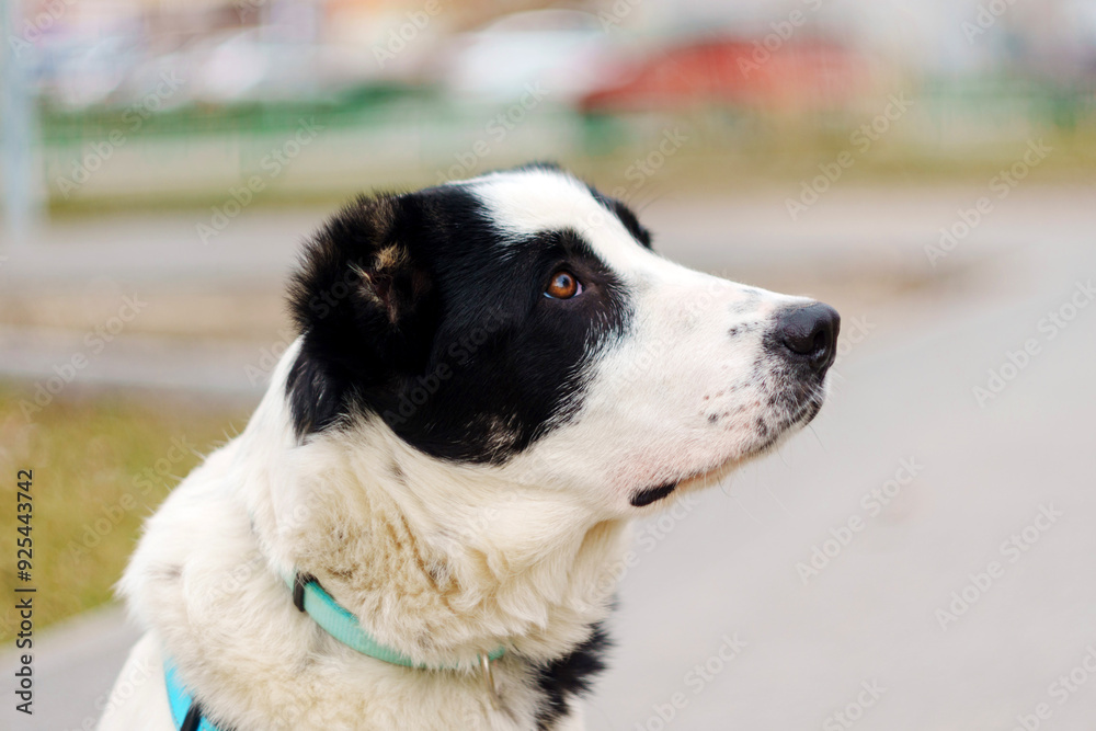 A dog stands attentively, observing its surroundings in a vibrant park during daylight. A dog stands attentively, observing its surroundings in a vibrant park during daylight.