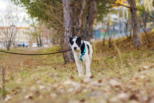 A black and white dog explores a park on a leash during autumn