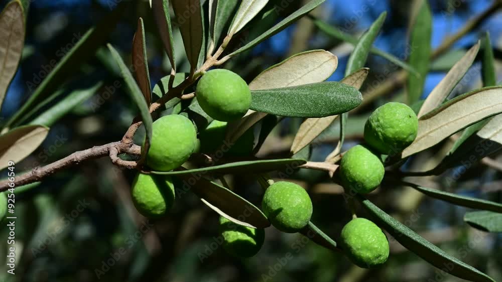 Green olives growing on tree branch in sunlight. Close-up of green olives ripening on a tree branch with olive leaves, bathed in natural sunlight, symbolizing agriculture and harvest.
Green olives growing on tree branch in sunlight. Close-up of green olives ripening on a tree branch with olive leaves, bathed in natural sunlight, symbolizing agriculture and harvest.