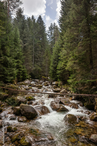 Rushing stream flowing among huge rocks in a dense forest. Demyanishka river in the spring. Mountain landscape in Pirin national park, Bulgaria.