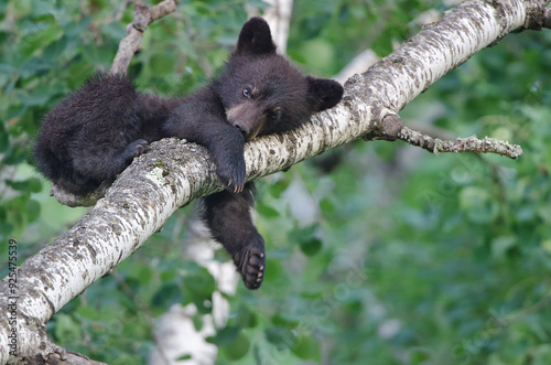 Black Bear, spring cub sleeping in the tree, Ursus americanus, taken in wild, in Minnesota.