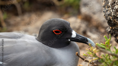Swallow tail gull in Galapagos Islands, Ecuador. photo