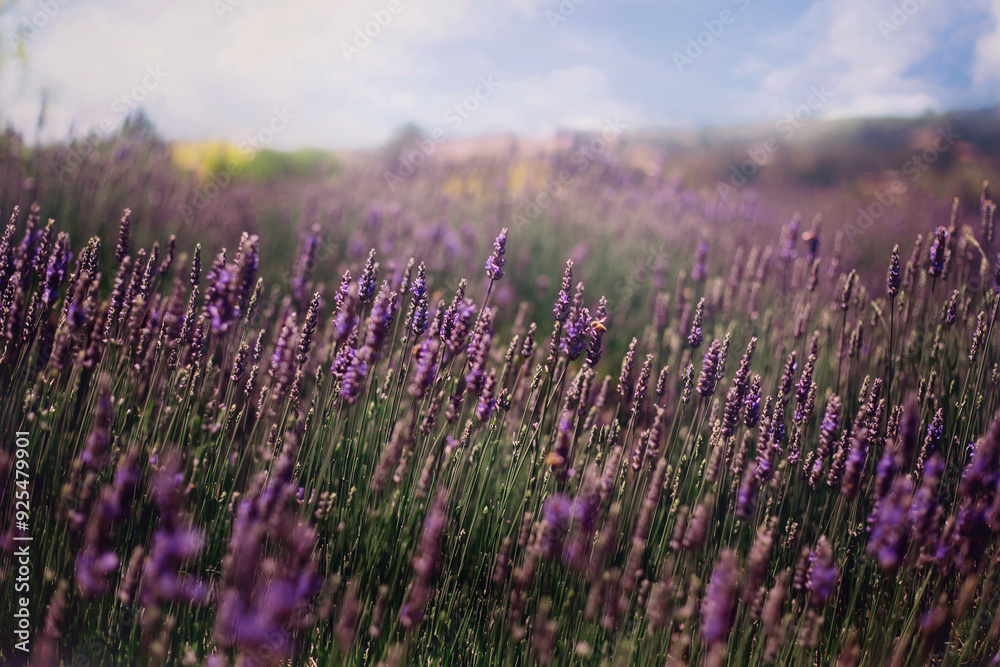 Naklejka premium field of lavender