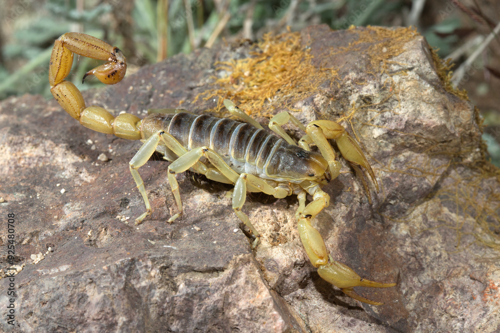 Giant Desert Hairy Scorpion, Hadrurus arizonensis, Arizona. 