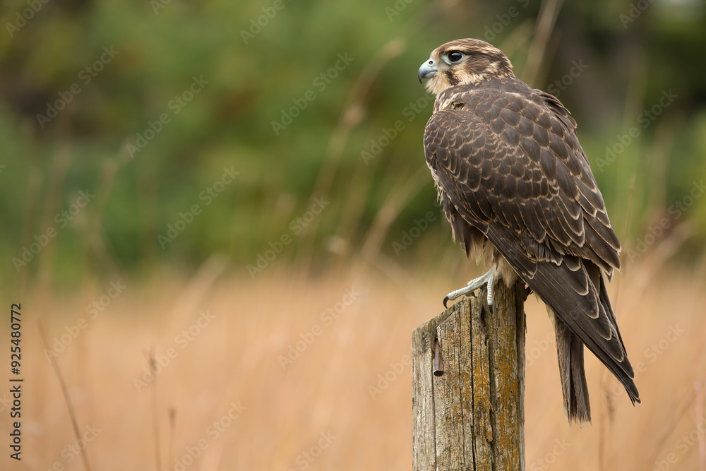 Prairie falcon, female, sub adult, nearly adult, Minnesota. Prairie falcon, female, sub adult, nearly adult, Minnesota.