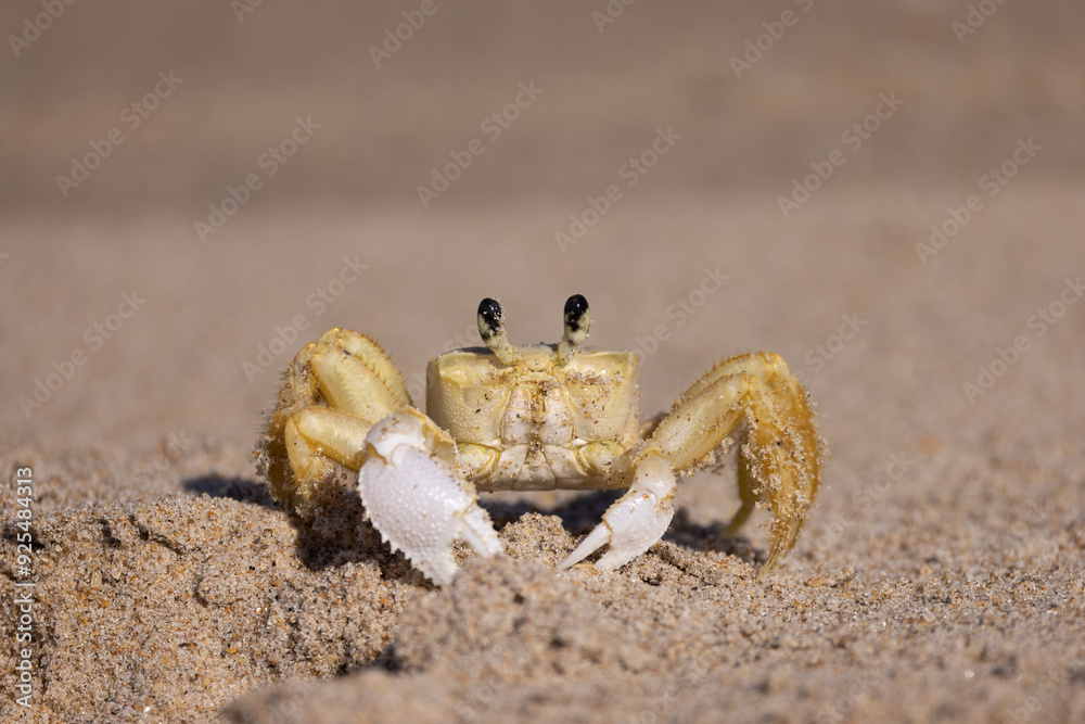 Atlantic Ghost crab, Ocypode quadrata looking at the camera in Florida. Atlantic Ghost crab, Ocypode quadrata looking at the camera in Florida.
