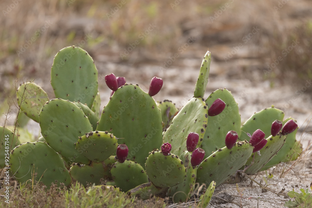 Beach prickly pear,Opunita littoralis in Florida. Beach prickly pear,Opunita littoralis in Florida.