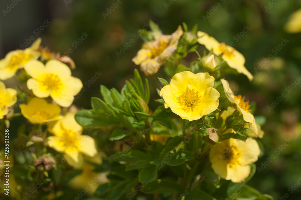 Kuril Daurian tea growing and flowering in a summer garden Kuril Daurian tea growing and flowering in a summer garden