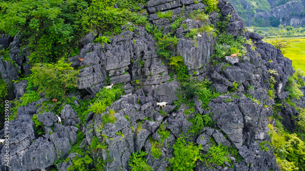 Mountain goats in Ninh Binh, Vietnam, seen from above Mountain goats in Ninh Binh, Vietnam, seen from above