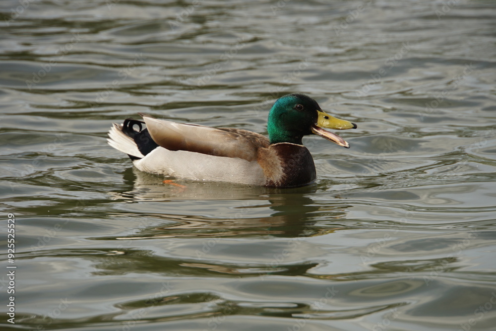 Quacking Mallard Drake Quacking Mallard Drake