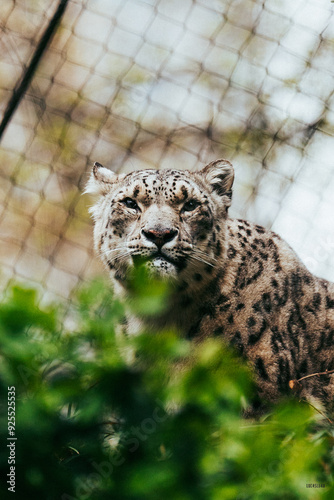 leopard in the zoo