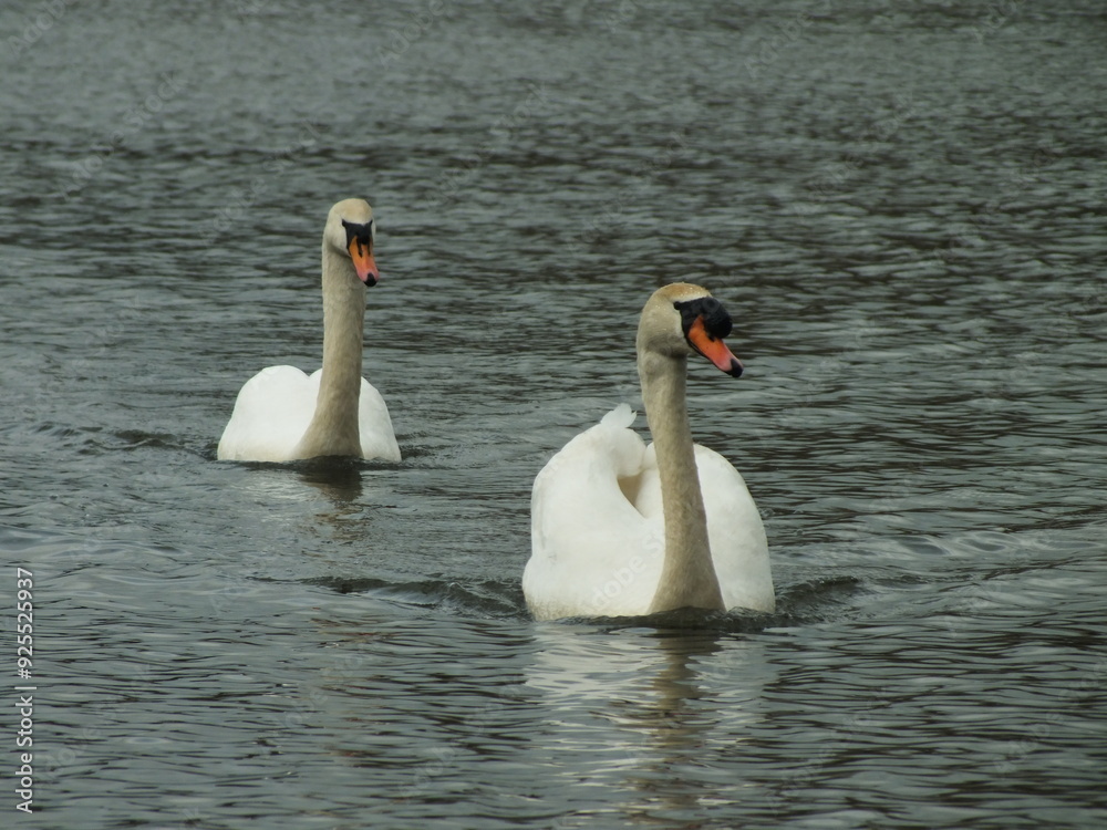 Fototapeta premium Swimming Pair of Mute Swans