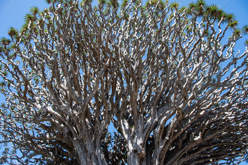 Close-up of the branches of the