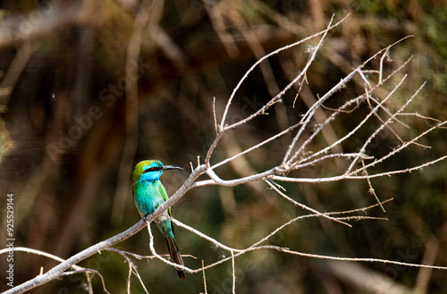 Blue-cheeked Bee-eater sitting on the branch photo