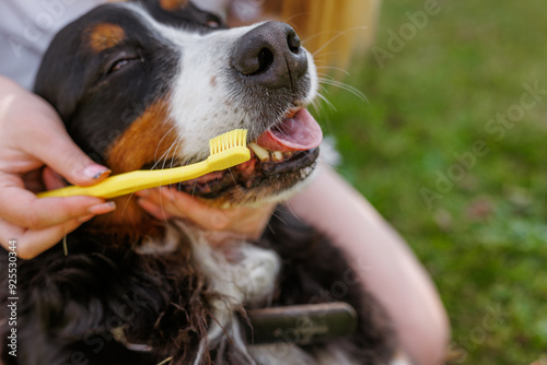 Photography A dog owner is brushing the dogs teeth with a yellow toothbrush