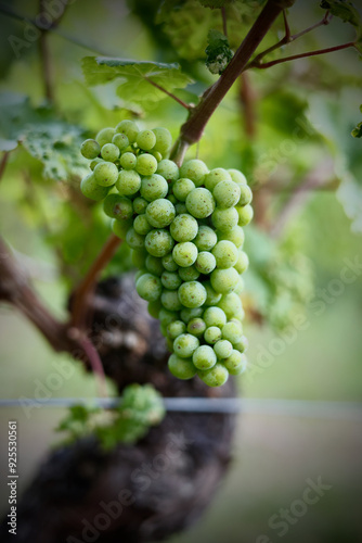 Eine reife Weinrebe am Rebstock, die sich von einem weichen Hintergrund mit einer weichen Vignette ringsum abhebt.