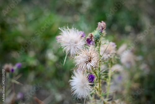 Eine blühende Distel ist mit einer weichgezeichneten Vignette unterlegt.