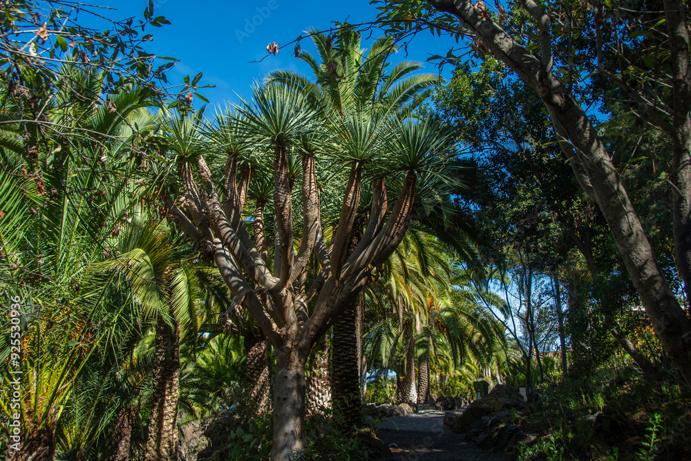 Different types of palm trees in the