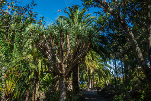 Different types of palm trees in the 