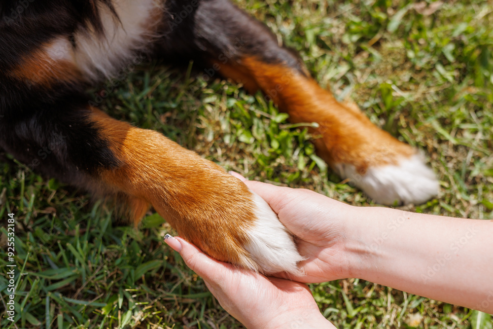 A woman is gently stroking the paws of a dog lying in the grass A woman is gently stroking the paws of a dog lying in the grass