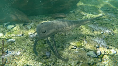 An animation of prehistoric Eurypterid Kokomopterus (Sea Scorpion) and Trilobites exploring a Silurian Period lake bottom 418 million years ago.  photo