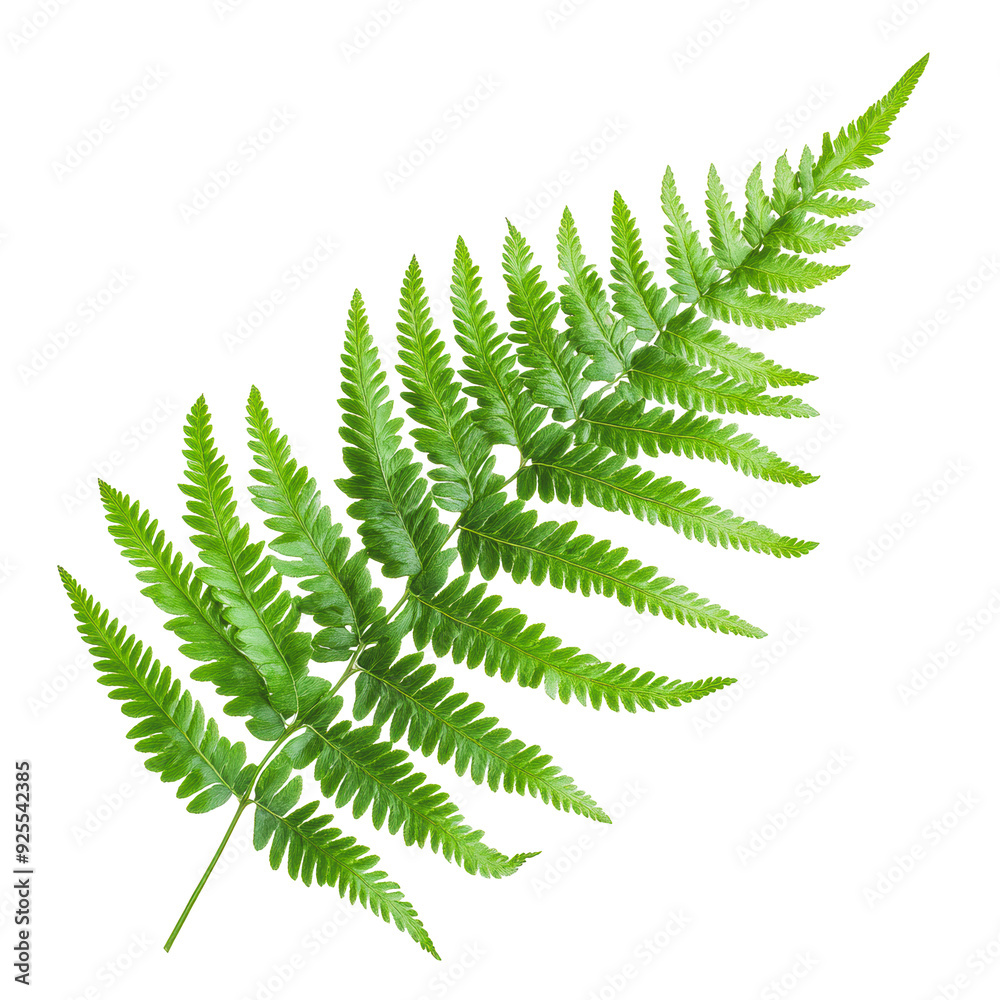 PNG Green fern leaf isolated on a white background PNG Green fern leaf isolated on a white background