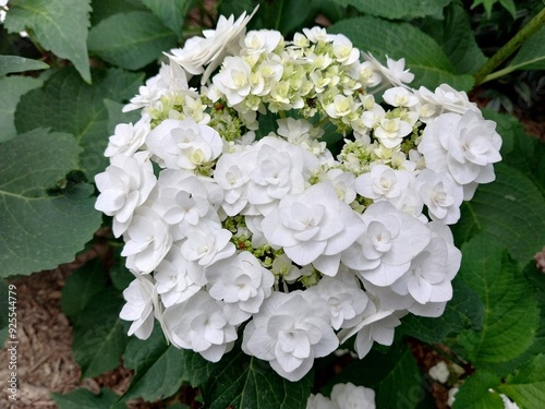 Hydrangea Macrophylla 'Wedding Gown' Bigleaf Mophead White Flower