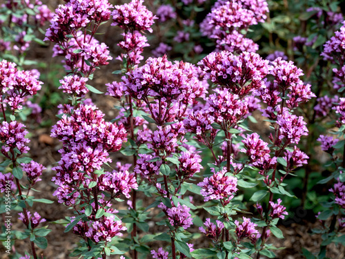 Pink flowers of marjoram Origanum laevigatum Herrenhausen