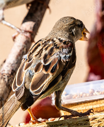oiseaux