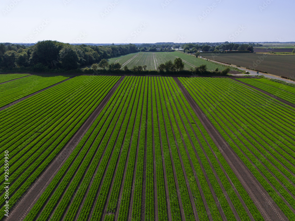 Aerial view over an arable crop field of carrots in the English countryside farm land Aerial view over an arable crop field of carrots in the English countryside farm land