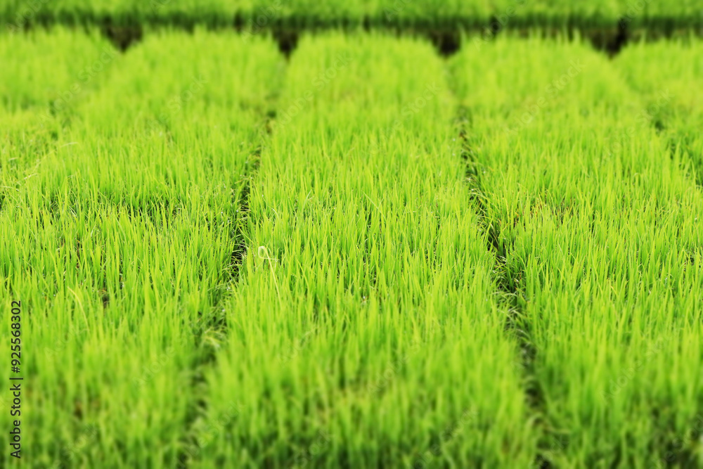 苗場 田植えの苗を栽培水田 苗場 田植えの苗を栽培水田