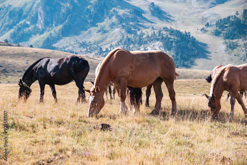 Un paisaje impresionante donde majestuosas montañas se alzan bajo un cielo azul, mientras caballos pastan libremente en los verdes prados, capturando la serenidad y la conexión entre la naturaleza y l