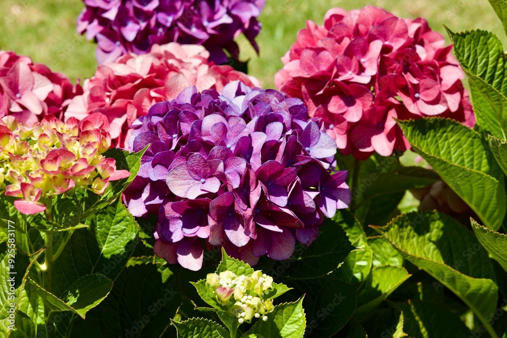 closeup of multicolored hydrangeas in full sun closeup of multicolored hydrangeas in full sun