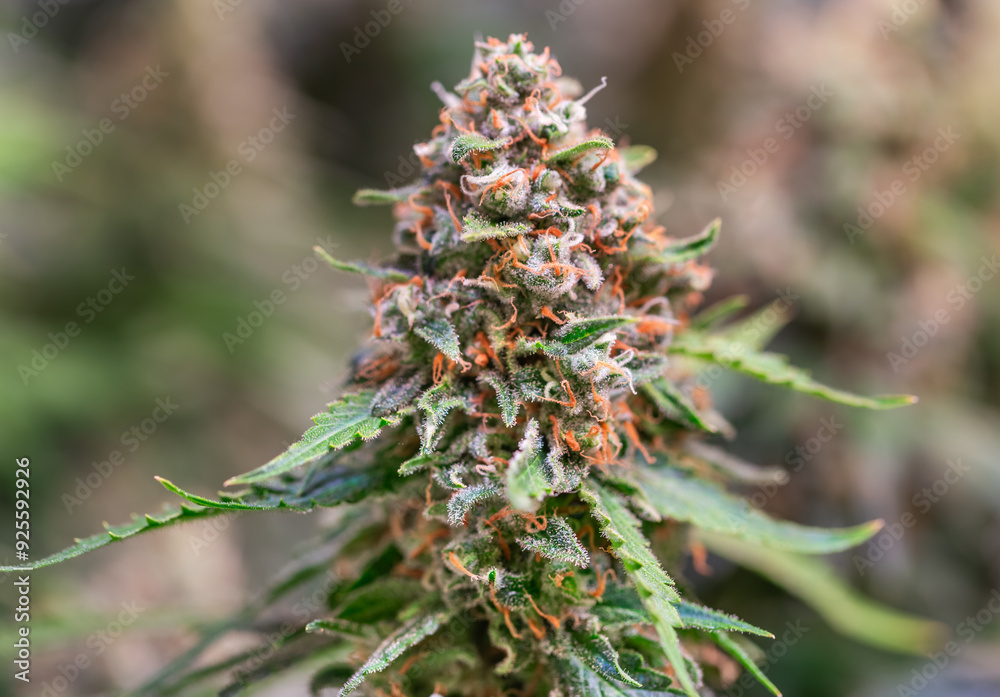 HDR close up shot of a cannabis plant blossom HDR close up shot of a cannabis plant blossom