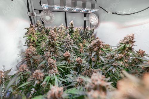 HDR close up shot of a cannabis plant blossom